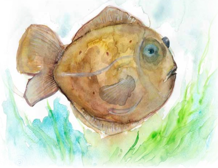 Bruno, ein großer, breiter goldbrauner Fisch.