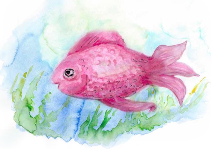 Stella, ein rosafarbener Fisch mit langen, zarten Flossen.